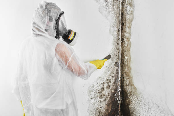 North Catasauqua, PA Mold Inspection, Removal & Remediation Company